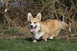 CORGI PEMBROKE 877